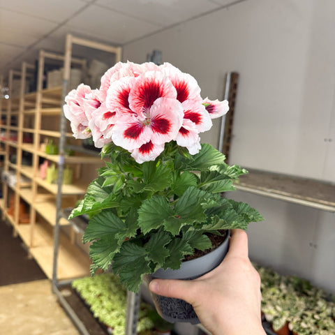 Regal Pelargonium ‘Bella Donna’ – White & Coral Flame - Sprouts of Bristol