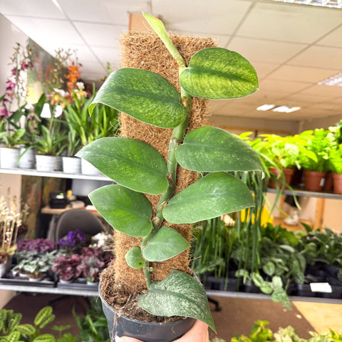 Rhaphidophora hongkongensis ‘Variegata’ - Shingle Plant - Sprouts of Bristol
