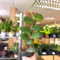 Rhaphidophora hongkongensis ‘Variegata’ - Shingle Plant - Sprouts of Bristol