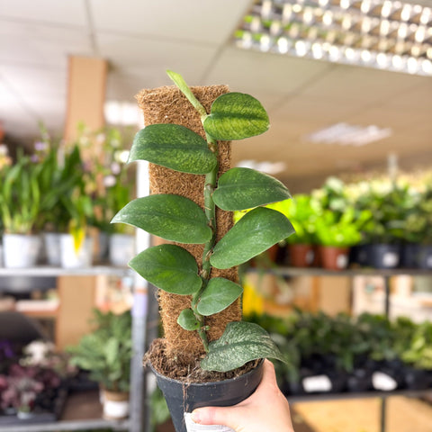 Rhaphidophora hongkongensis ‘Variegata’ - Shingle Plant - Sprouts of Bristol