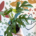 Rhaphidophora tetrasperma - Monstera Minima - Sprouts of Bristol