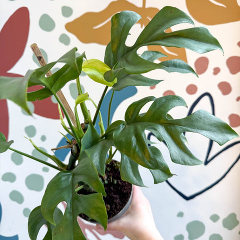 Rhaphidophora tetrasperma - Monstera Minima - Sprouts of Bristol