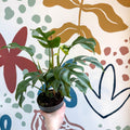 Rhaphidophora tetrasperma - Monstera Minima - Sprouts of Bristol