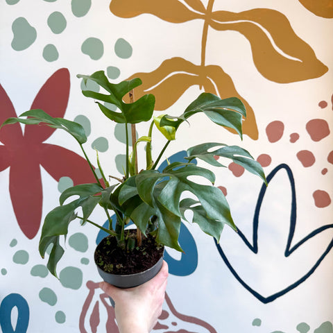 Rhaphidophora tetrasperma - Monstera Minima - Sprouts of Bristol