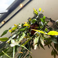 Rhipsalis elliptica - Forest Cactus - Sprouts of Bristol