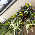 Rhipsalis elliptica - Forest Cactus - Sprouts of Bristol
