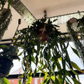 Rhipsalis elliptica - Forest Cactus - Sprouts of Bristol