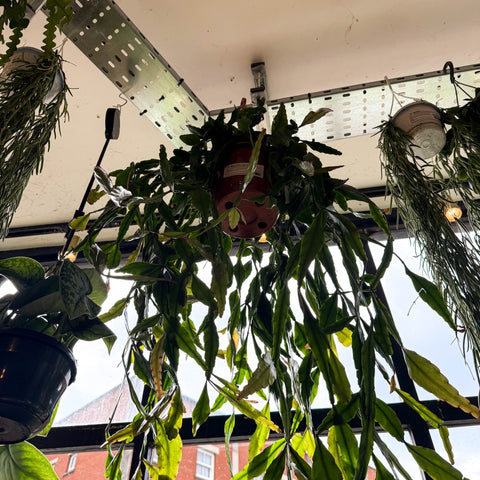 Rhipsalis elliptica - Forest Cactus - Sprouts of Bristol