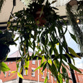 Rhipsalis elliptica - Forest Cactus - Sprouts of Bristol