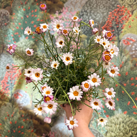 Rhodanthemum hosmariense 'Zagora Pink' - Moroccan Daisy - Sprouts of Bristol