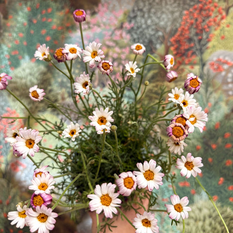 Rhodanthemum hosmariense 'Zagora Pink' - Moroccan Daisy - Sprouts of Bristol