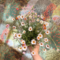 Rhodanthemum hosmariense 'Zagora Pink' - Moroccan Daisy - Sprouts of Bristol