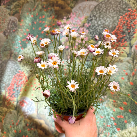 Rhodanthemum hosmariense 'Zagora Pink' - Moroccan Daisy - Sprouts of Bristol