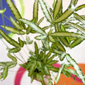 Ribbon Fern - Pteris cretica 'Albolineata' - Sprouts of Bristol