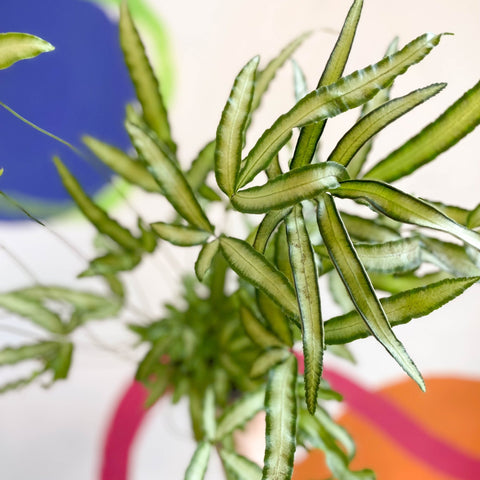 Ribbon Fern - Pteris cretica 'Albolineata' - Sprouts of Bristol
