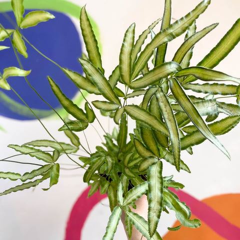 Ribbon Fern - Pteris cretica 'Albolineata' - Sprouts of Bristol