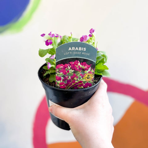 Rock Cress - Arabis alpina caucasica 'Lotti Deep Rose' - British Grown Herbaceous Perennial - Sprouts of Bristol