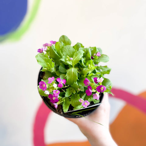 Rock Cress - Arabis alpina caucasica 'Lotti Deep Rose' - British Grown Herbaceous Perennial - Sprouts of Bristol