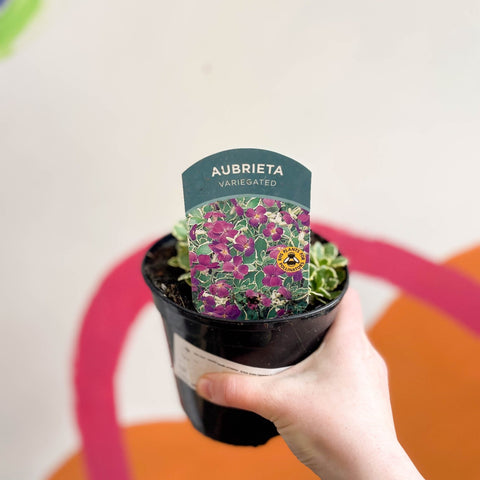 Rock Cress - Aubrieta gracilis variegated - British Grown Evergreen Perennial Alpine - Sprouts of Bristol