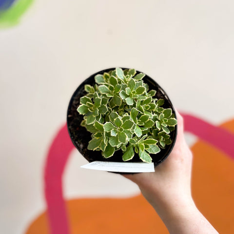 Rock Cress - Aubrieta gracilis variegated - British Grown Evergreen Perennial Alpine - Sprouts of Bristol