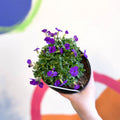 Rock Cress - Aubrieta 'Just Spring Blue' - British Grown Evergreen Perennial Alpine - Sprouts of Bristol