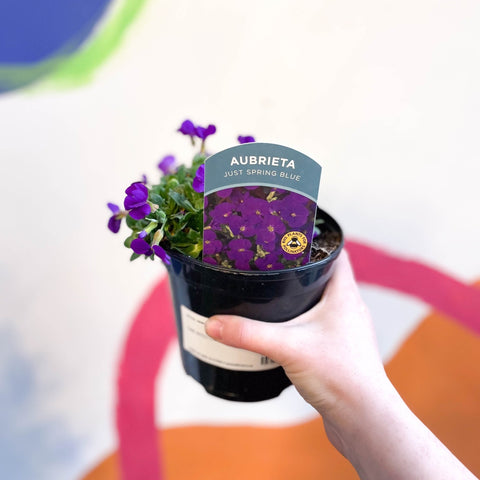 Rock Cress - Aubrieta 'Just Spring Blue' - British Grown Evergreen Perennial Alpine - Sprouts of Bristol