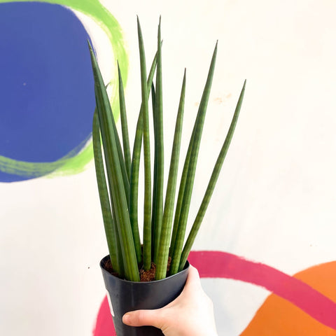 Rocket Snake Plant - Sansevieria cylindrica - Sprouts of Bristol