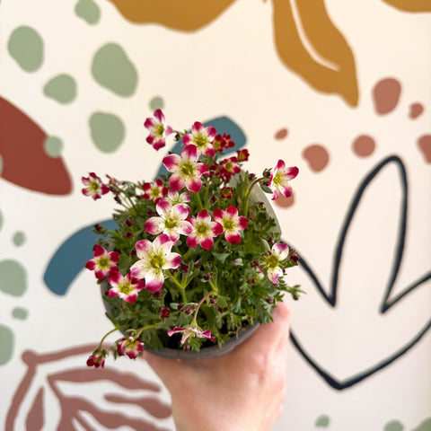 Rockfoils - Saxifraga x arendsii 'Marto Red Picottee' - UK Evergreen Perennial Alpine - Sprouts of Bristol