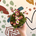 Rockfoils - Saxifraga x arendsii 'Marto Red Picottee' - UK Evergreen Perennial Alpine - Sprouts of Bristol