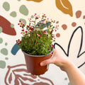 Rockfoils - Saxifraga x arendsii 'Marto Red Picottee' - UK Evergreen Perennial Alpine - Sprouts of Bristol