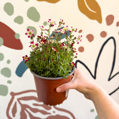 Rockfoils - Saxifraga x arendsii 'Marto Red Picottee' - UK Evergreen Perennial Alpine - Sprouts of Bristol