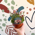 Rockfoils - Saxifraga x arendsii 'Marto Red Picottee' - UK Evergreen Perennial Alpine - Sprouts of Bristol