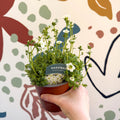 Rockfoils - Saxifraga x arendsii 'Marto White' - UK Evergreen Perennial Alpine - Sprouts of Bristol