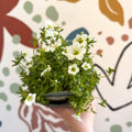 Rockfoils - Saxifraga x arendsii 'Marto White' - UK Evergreen Perennial Alpine - Sprouts of Bristol
