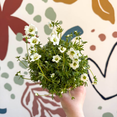 Rockfoils - Saxifraga x arendsii 'Marto White' - UK Evergreen Perennial Alpine - Sprouts of Bristol