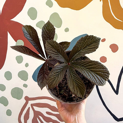 Rodgersia 'Bronze Peacock' - Cotswold Grown Herbaceous Perennial - Sprouts of Bristol