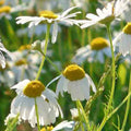 Roman Chamomile Seeds - Sprouts of Bristol