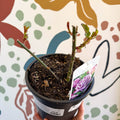 Rosa - Blue / Lilac Hybrid Tea Rose - Sprouts of Bristol