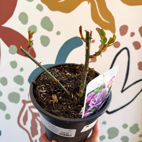 Rosa - Blue / Lilac Hybrid Tea Rose - Sprouts of Bristol