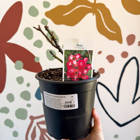 Rosa (Floribunda Group) - Pink / Red and White Polyantha Rose - Sprouts of Bristol