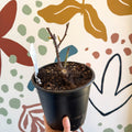 Rosa (Floribunda Group) - Pink / Red and White Polyantha Rose - Sprouts of Bristol