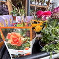 Rosa (Floribunda Group) - Polyantha Rose - Mixed Colours - Sprouts of Bristol
