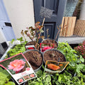 Rosa - Hybrid Tea Rose - Mixed Colours - Sprouts of Bristol