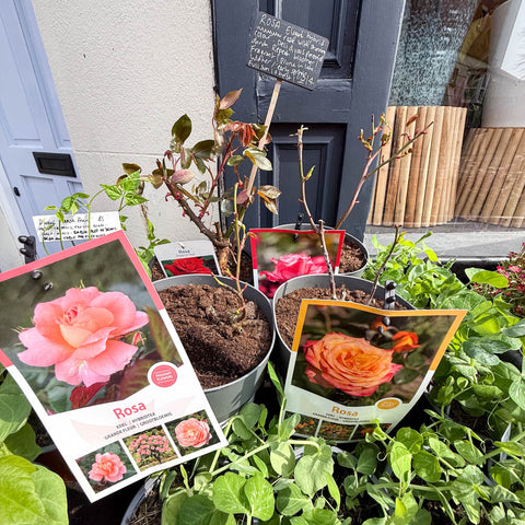 Rosa - Hybrid Tea Rose - Mixed Colours - Sprouts of Bristol