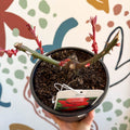 Rosa - Red Hybrid Tea Rose - Sprouts of Bristol