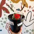 Rosa - Red Hybrid Tea Rose - Sprouts of Bristol