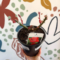 Rosa - Red Hybrid Tea Rose - Sprouts of Bristol