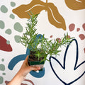 Rosemary - Rosmarinus 'Tuscan Blue' - Cotswolds Grown Culinary Herbs - Sprouts of Bristol