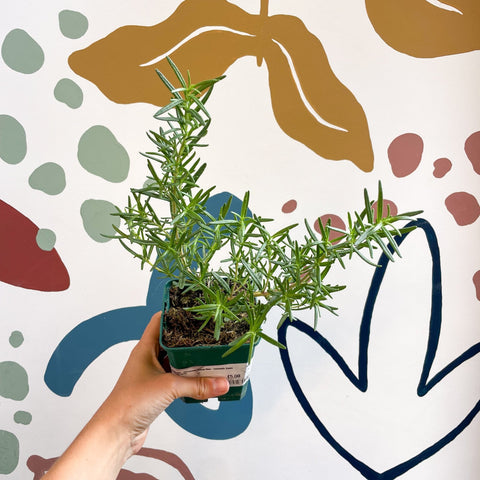 Rosemary - Rosmarinus 'Tuscan Blue' - Cotswolds Grown Culinary Herbs - Sprouts of Bristol