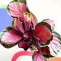 Rosey Calathea - Calathea roseopicta 'Rosy' - Sprouts of Bristol